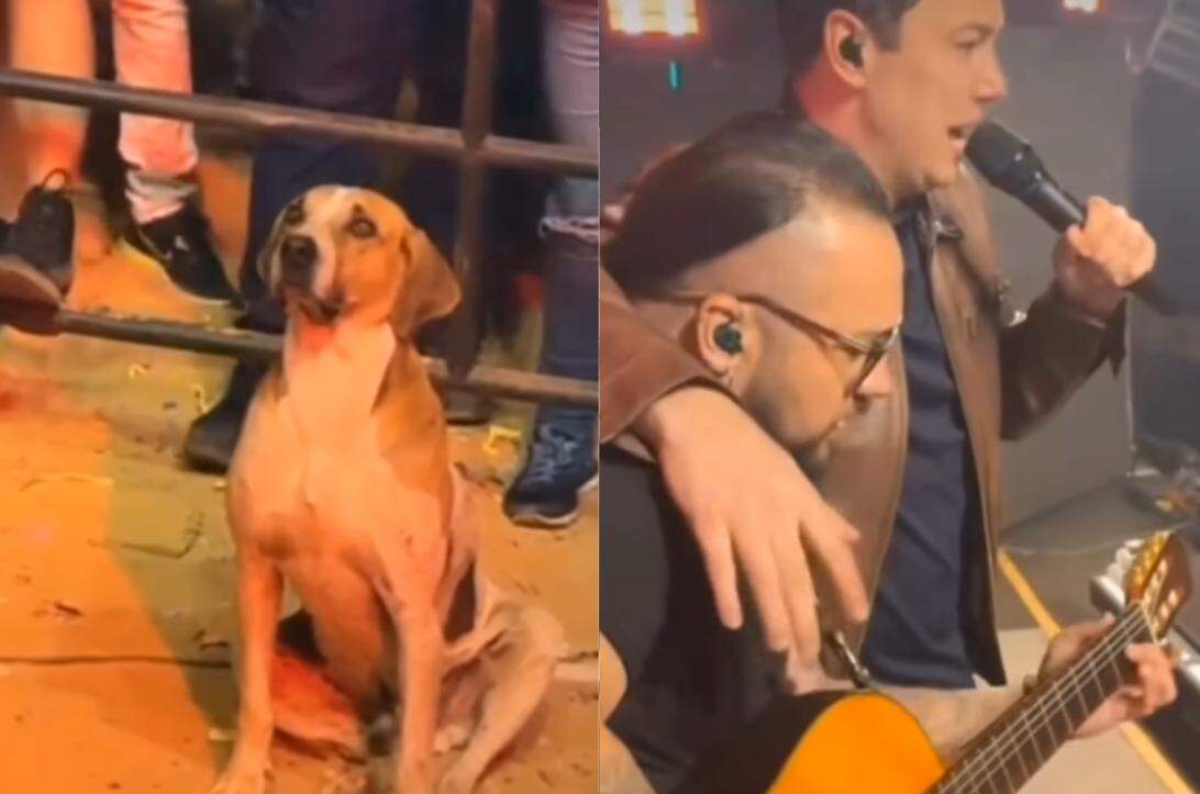 psicologiasdobrasil.com.br - Em show sertanejo, cachorro caramelo rouba a cena e acaba adotado por cantor da dupla João Bosco &amp; Vinicius