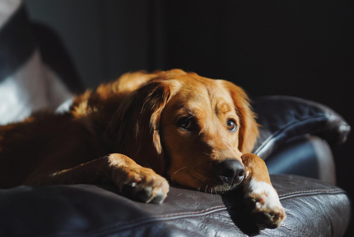 Cachorro com latido rouco: o que pode ser? - QTU Questões do Universo
