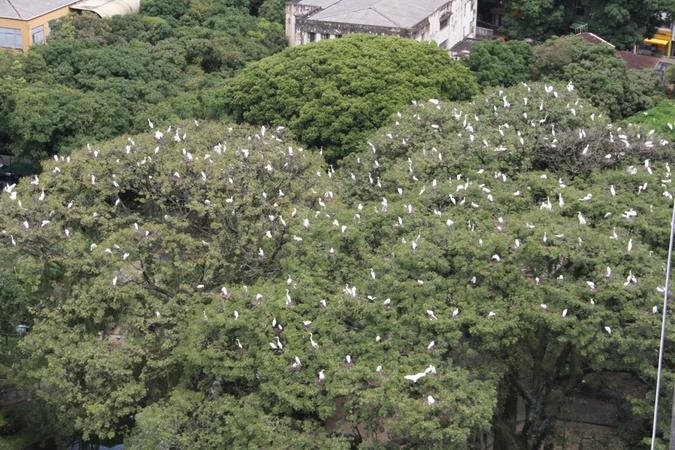 Foto: Arquivo / Ary Souza / O Liberal