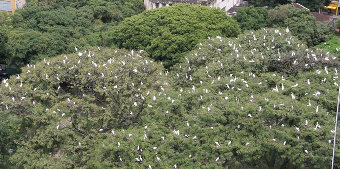 Foto: Arquivo / Ary Souza / O Liberal Foto: Arquivo / Ary Souza / O Liberal