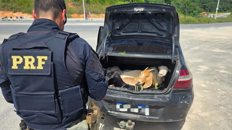 PRF flagra cinco bodes em porta-malas de carro; motorista abandonou o veículo e fugiu