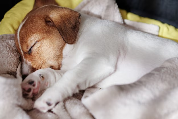 Onde os cães devem dormir no verão? Saiba o local ideal para proteger seu pet das altas temperaturas