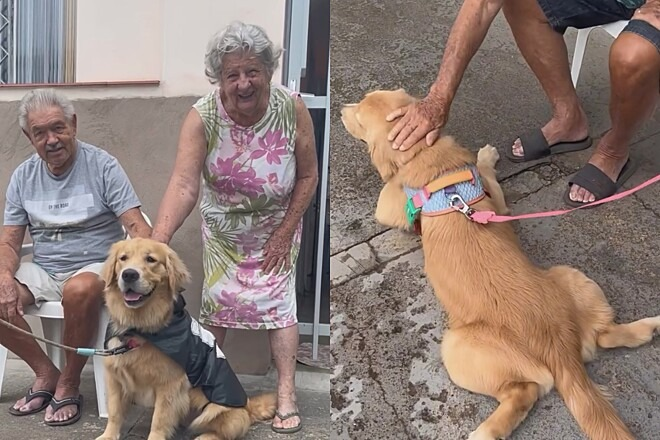 Golden retriever 
