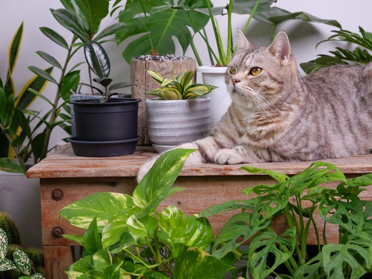 Você tem lírio-da-paz em casa? Planta é perigosa para gatos; saiba os riscos