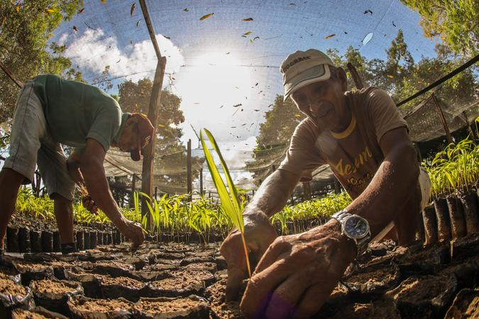 Governo federal anuncia R$ 150 milhões do Fundo Amazônia para pesquisas das cadeias de açaí e cacau