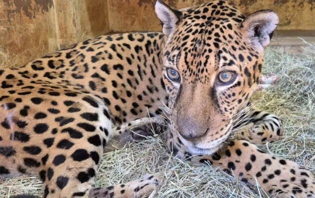 Onça-pintada paraense é a primeira de sua espécie a passar por transfusão de sangue no Brasil; veja