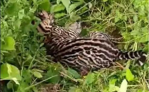 Jaguatirica resgatada após atropelamento está em estado grave zoológico, em Santarém zoológico