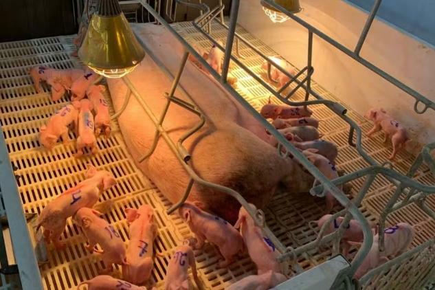 Leitoa de 7 meses bate recorde ao dar à luz a 33 filhotes em granja; conheça a história
