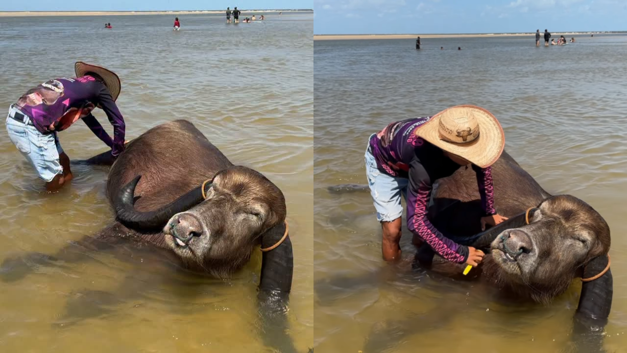 VÍDEO: Búfalo do Marajó viraliza ao aparecer relaxado durante banho e escovação - QTU Questões do Universo