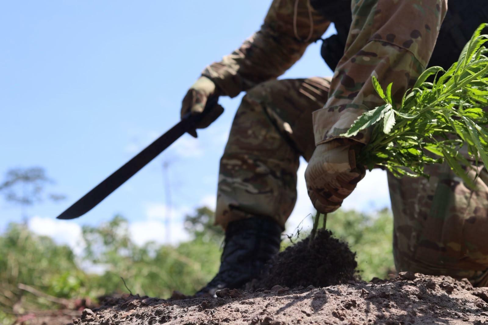 Operação da PF destrói mais de 63 mil pés de maconha em terra indígena no Pará - QTU Questões do Universo