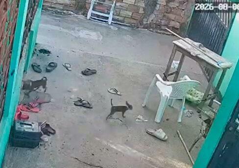 Ataque de abelhas após incêndio em colmeia deixa quatro cães mortos e adolescente ferido em Santarém