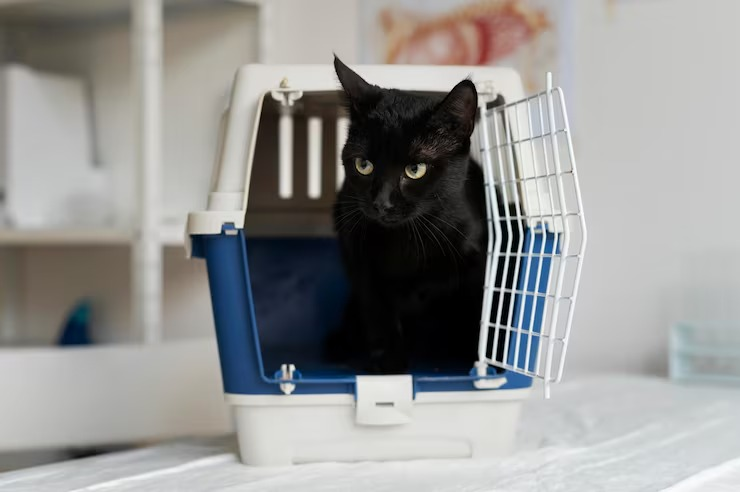 Como fazer o gato se acostumar com a caixa de transporte? Confira dicas - QTU Questões do Universo