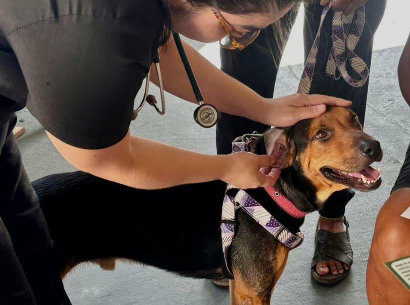 Bairro do Jurunas recebe consultas e exames gratuitos para cães e gatos a partir desta segunda (31) - QTU Questões do Universo