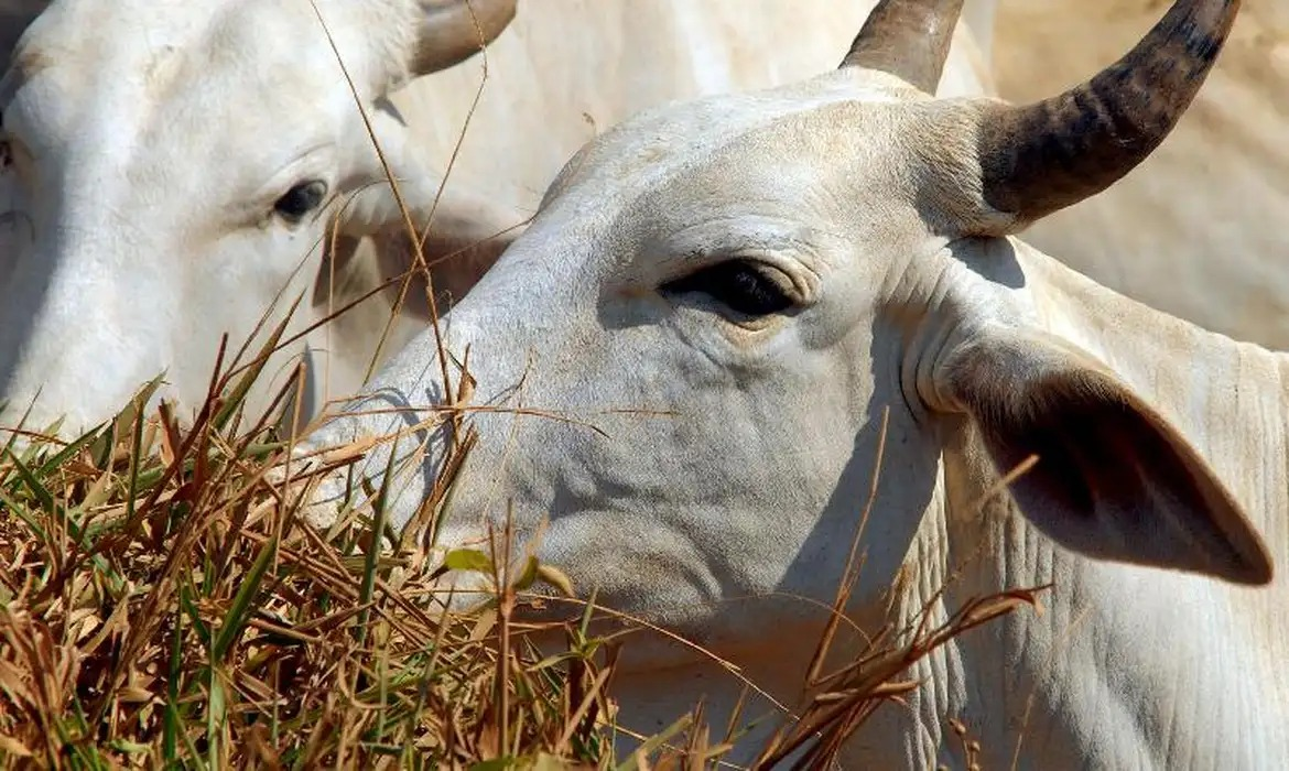 Pará não deve ser afetado por suspensão de carne brasileira na União Europeia, diz Sindicarne - QTU Questões do Universo