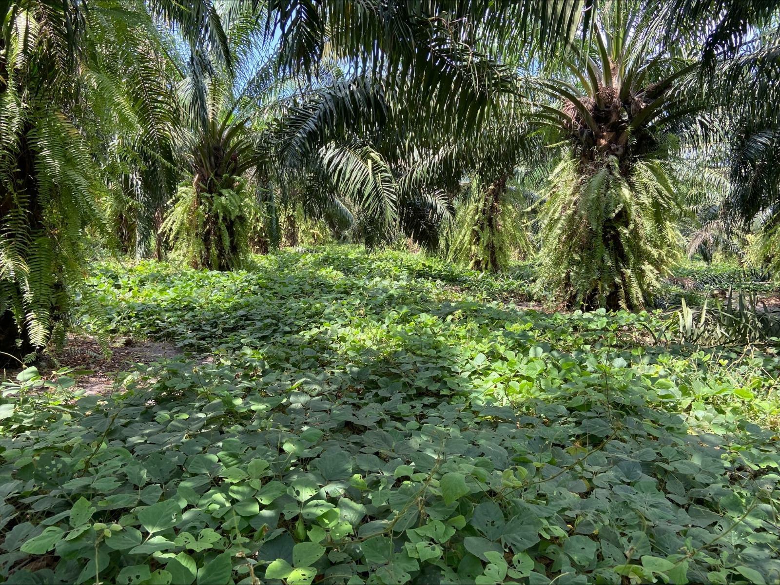 Agropalma usa puerária para aumentar resistência da palma ao El Niño - QTU Questões do Universo