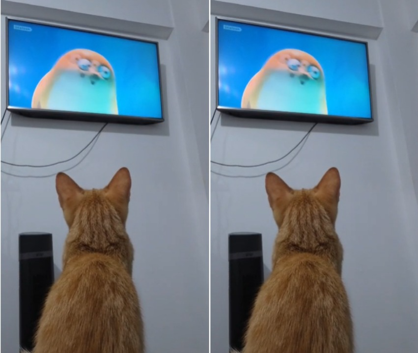 VÍDEO: Gata paraense fica hipnotizada ao assistir desenho 'Sealook' com cores que pets conseguem ver
