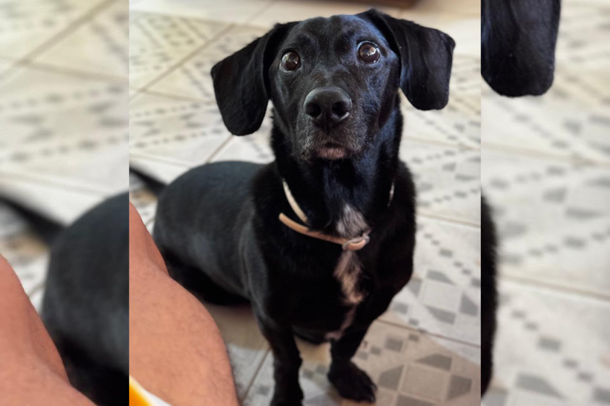 Família procura por cachorro desaparecido no Bengui, em Belém