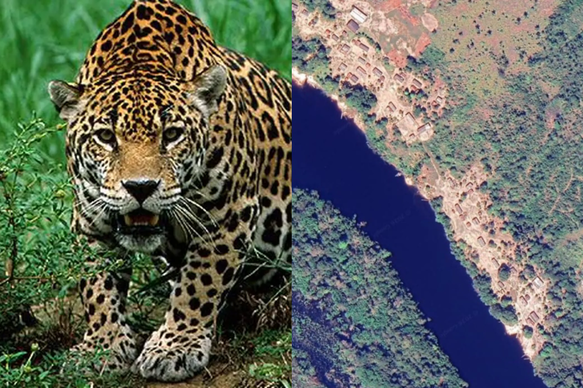 Criança de 8 anos é atacada por onça em terra indígena no Pará