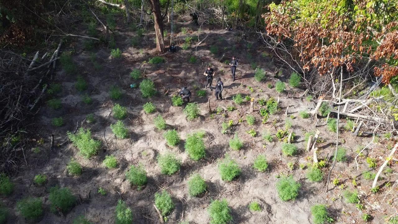 Cerca de 500 pés de maconha são destruídos em mata de Concórdia do Pará