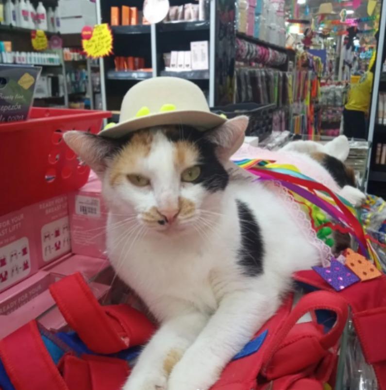 'Cansada do trabalho': gatinha chama atenção de clientes em loja de Belém