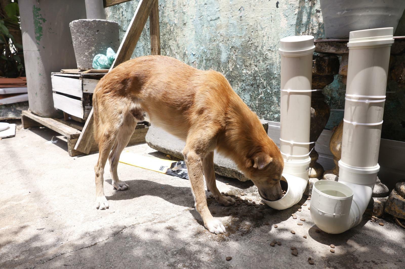 Belém: iniciativa leva água e comida a cães e gatos em vulnerabilidade