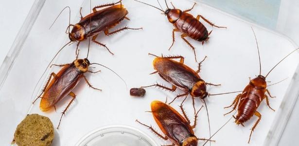 Baratas: Veja o que atrai e quais as doenças provocadas por esse inseto ...