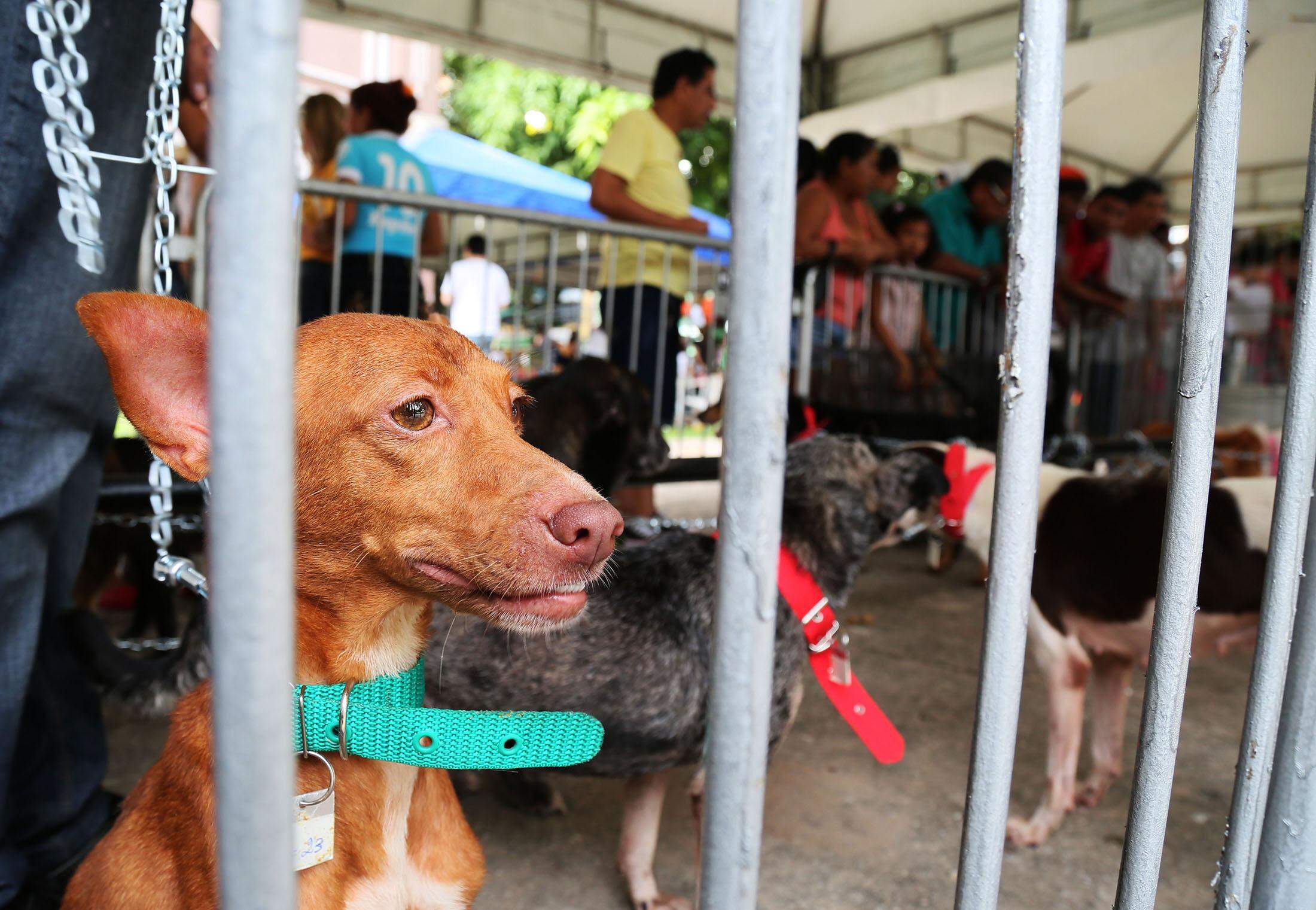 Oração de São Roque para a proteção dos cachorros, O Liberal