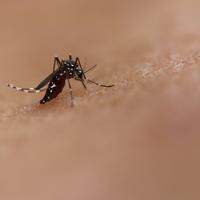 O vírus da dengue apresenta quatro sorotipos, em geral, denominados DENV-1, DENV-2, DENV-3 e DENV-4.