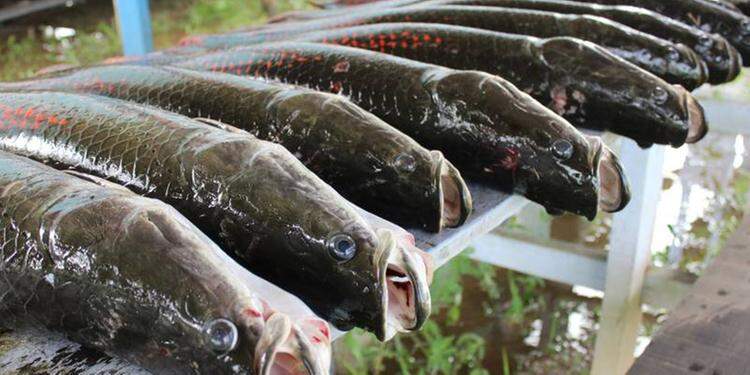 Reprodução / Agência Santarém Reprodução / Agência Santarém