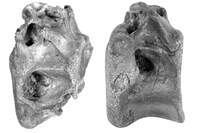 Dois dos ossos do espécime encontrados na Ilha de Wight