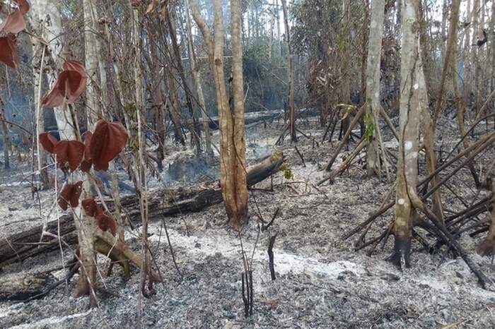 Brigadistas e Bombeiros tentam combater o fogo na Terra Indígena Alto Rio Guamá