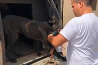 Os animais foram resgatados após a prisão em flagrante do acusado pelas agressões