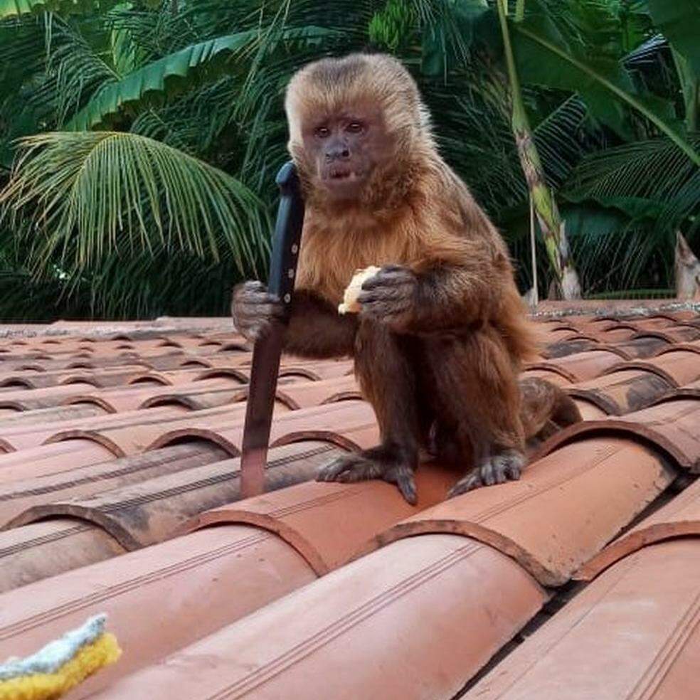 Macaco em zoológico liga para número de emergência e mobiliza