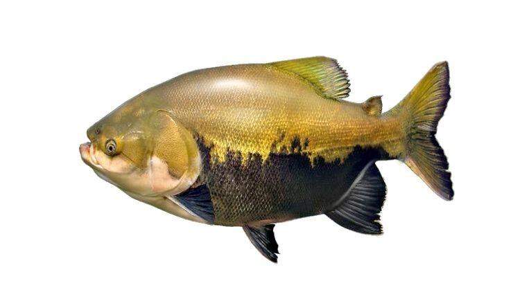 Também chamado de pacu vermelho, é um peixe de água doce e de escamas com corpo romboidal, nadadeira adiposa curta com raios na extremidade