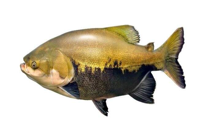 Também chamado de pacu vermelho, é um peixe de água doce e de escamas com corpo romboidal, nadadeira adiposa curta com raios na extremidade