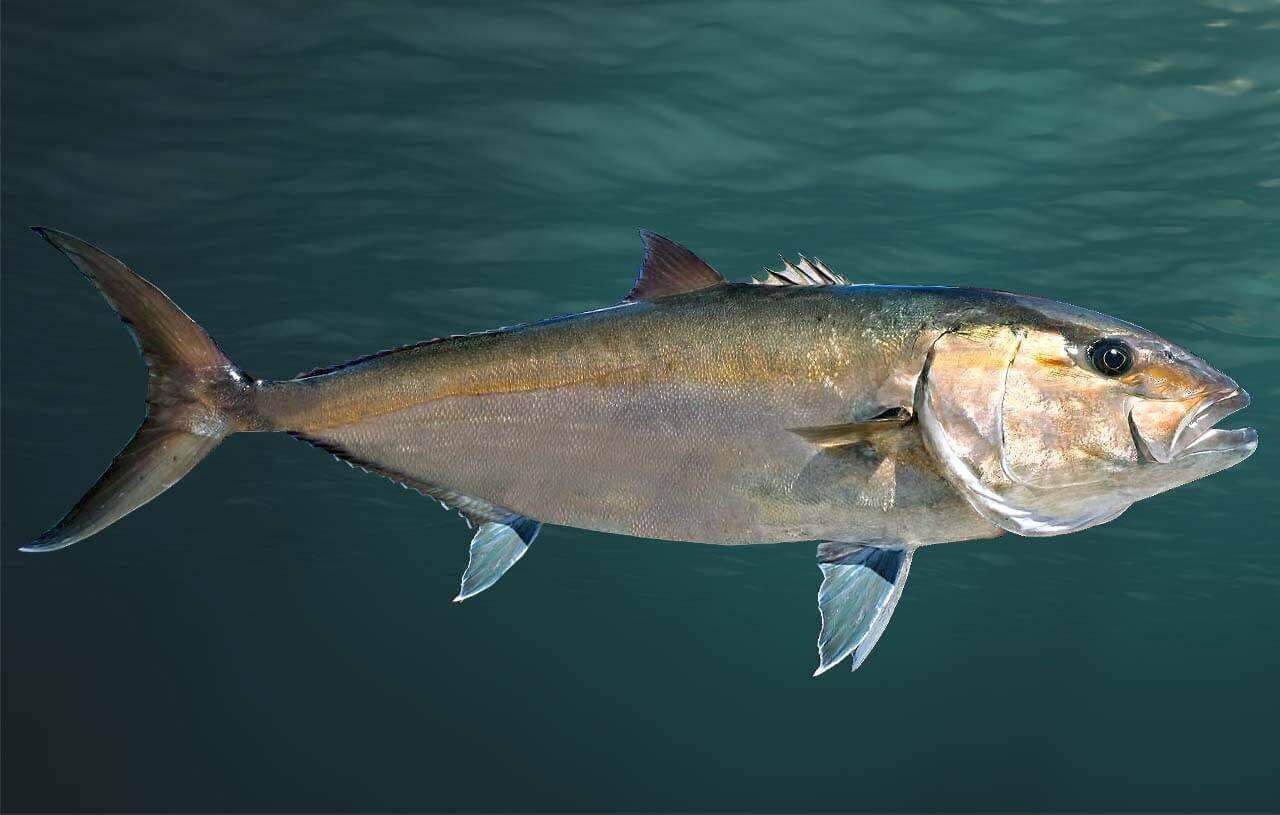 Tais peixes chegam a medir até 2 m de comprimento. Também são conhecidos pelos nomes populares de arabaiana, olhete, pitangola, tapiranga, tapirçá e urubaiana, e são muito visados pela pesca esportiva