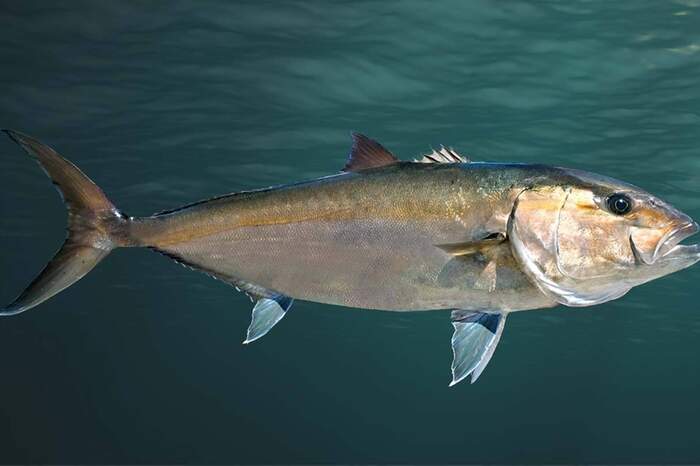 Tais peixes chegam a medir at 2 m de comprimento. Tambm so conhecidos pelos nomes populares de arabaiana, olhete, pitangola, tapiranga, tapir e urubaiana, e so muito visados pela pesca esportiva