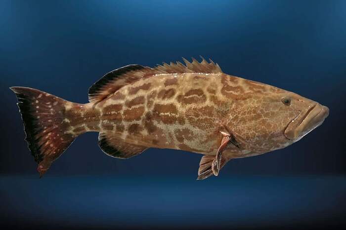 O Peixe Badejo é um animal que habita somente a água salgada, além de ser muito ativo