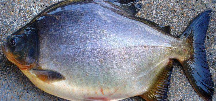 O Pacu-manteiga é conhecido popularmente por inúmeros nomes comuns como Pacu Branco, Pacu Chico, Pacu Comum, Pacu mafurá, Pacu manteiga, Pacu mirim, Pacu peva e Pacu prata