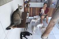 Cães e gatos encontram em pessoas como dona Dilma um "agente de São Francisco de Assis"