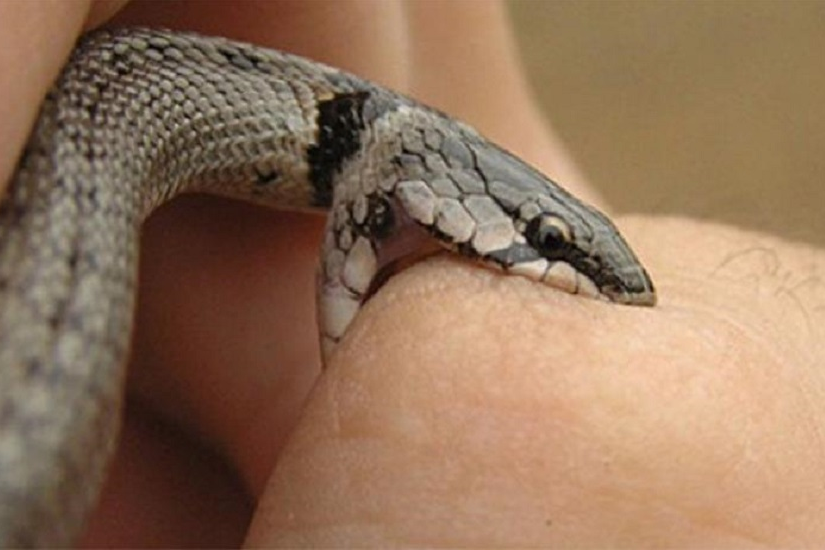 Cobra venenosa morre ap&oacute;s ser mordida por crian&ccedil;a de oito anos: 'num piscar  de olhos' | Mundo | O Liberal