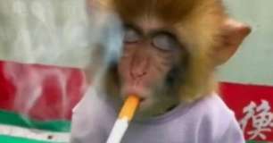 VÍDEO: Zoológico exibe macaco fumando em campanha de tabagismo | Mundo ...