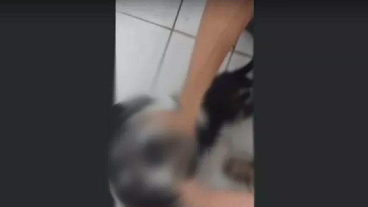 Adolescente é suspeito de torturar e matar cachorro durante transmissão pela internet