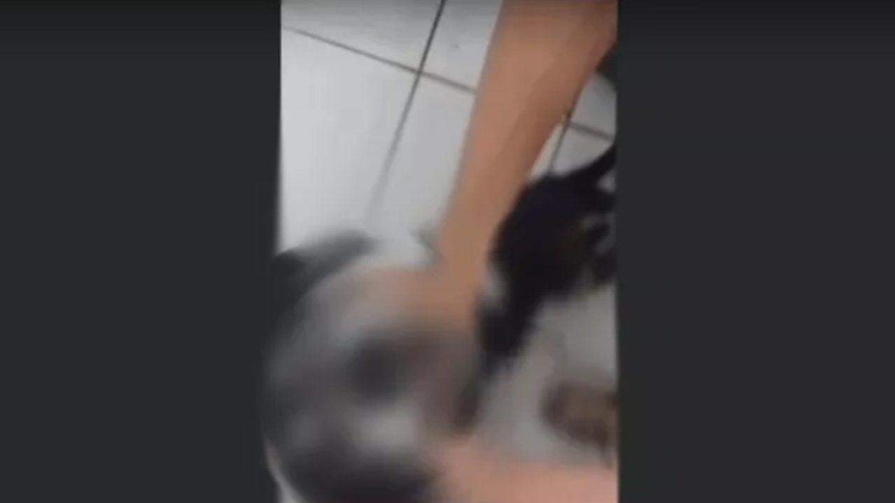 Adolescente é suspeito de torturar e matar cachorro durante transmissão pela internet