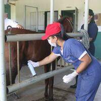 A Ufra tem uma história de atendimentos veterinários comunitários, como o Projeto Carroceiro.