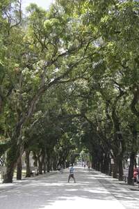 As mangueiras dão um dos muitos títulos de Belém e um dos alimentos gratuitos da cidade: as mangas