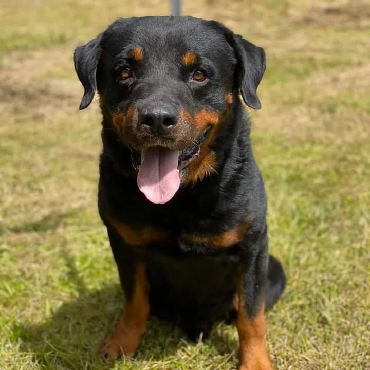 Morre 'Jimmy', cão de guarda e proteção que atuava no policiamento ostensivo da PM
