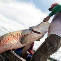 Pirarucu, o maior peixe amazônico