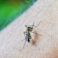 O mosquito Aedes aegypti transmite a doença por meio de sua picada, de uma pessoa infectada para outra não infectada