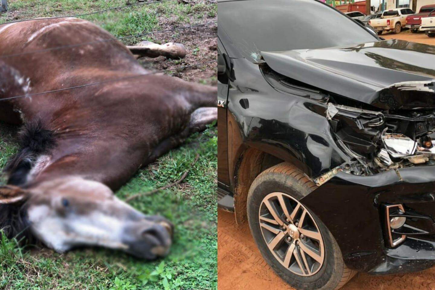 Cavalo morre após ser atingido por caminhonete na rodovia Transamazônica
